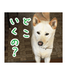 雑種の迷犬ラッシー君（個別スタンプ：35）