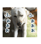 雑種の迷犬ラッシー君（個別スタンプ：36）