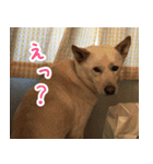 雑種の迷犬ラッシー君（個別スタンプ：38）