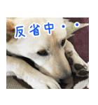 雑種の迷犬ラッシー君（個別スタンプ：40）