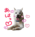 北海道犬の凜ちゃん♡ 6（個別スタンプ：4）