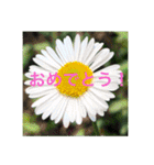 身近な花たち〈the flower  series〉（個別スタンプ：3）