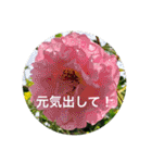 身近な花たち〈the flower  series〉（個別スタンプ：7）