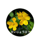 身近な花たち〈the flower  series〉（個別スタンプ：8）