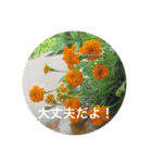 身近な花たち〈the flower  series〉（個別スタンプ：18）