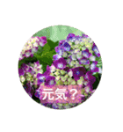 身近な花たち〈the flower  series〉（個別スタンプ：32）