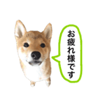 柴犬 春瑠 子犬ver.（個別スタンプ：17）