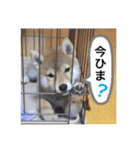 柴犬 春瑠 子犬ver.（個別スタンプ：32）