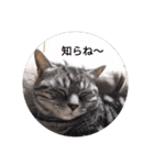 マンチカン猫 ごまお part2（個別スタンプ：18）