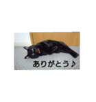 黒猫レオくん（個別スタンプ：1）