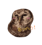 フクロウとフクロモモンガ。（個別スタンプ：5）