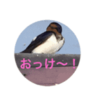 いろんな動物達のつぶやき（個別スタンプ：8）