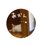 つくねとつくし（個別スタンプ：1）