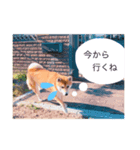 柴犬マロン（個別スタンプ：3）