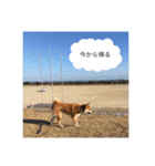 柴犬マロン（個別スタンプ：4）