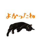 黒猫 シャケ #2（個別スタンプ：14）