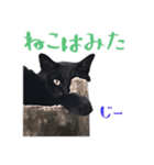 黒猫 シャケ #2（個別スタンプ：33）