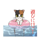 三毛猫ミランの夏バージョン（個別スタンプ：6）