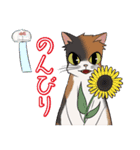 三毛猫ミランの夏バージョン（個別スタンプ：12）