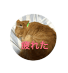 猫house（個別スタンプ：2）