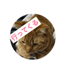 猫house（個別スタンプ：5）