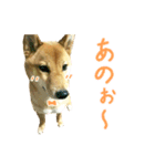 柴犬ゆったんのスタンプ（個別スタンプ：13）