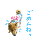 柴犬ゆったんのスタンプ（個別スタンプ：14）