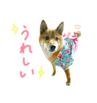 柴犬ゆったんのスタンプ（個別スタンプ：15）