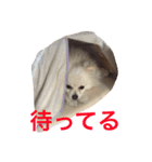 ポメラニアン愛犬です。（個別スタンプ：7）