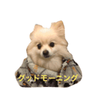 ポメラニアン愛犬です。（個別スタンプ：8）