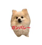 ポメラニアン愛犬です。（個別スタンプ：18）