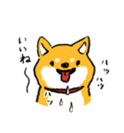 柴犬みなみちゃん（個別スタンプ：8）