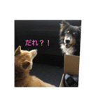 柴犬 俺、ゲンタ（個別スタンプ：2）