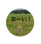 柴犬 俺、ゲンタ（個別スタンプ：4）