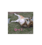 柴犬 俺、ゲンタ（個別スタンプ：6）