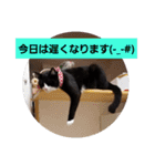 はちわれ猫とウサギ（個別スタンプ：4）