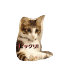 はちわれ猫とウサギ（個別スタンプ：16）