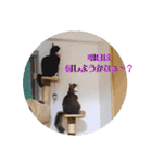 はちわれ猫とウサギ（個別スタンプ：26）