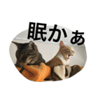 博多弁をしゃべる猫たちのシュールな毎日（個別スタンプ：17）