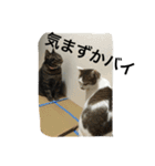 博多弁をしゃべる猫たちのシュールな毎日（個別スタンプ：18）