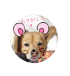 犬のポン（個別スタンプ：1）