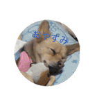 犬のポン（個別スタンプ：2）