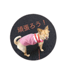 犬のポン（個別スタンプ：3）