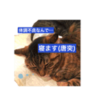 可愛い猫 の妹 サクヤ（個別スタンプ：8）