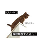 可愛い猫 の妹 サクヤ（個別スタンプ：11）