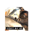 可愛い猫 の妹 サクヤ（個別スタンプ：15）