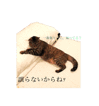 可愛い猫 の妹 サクヤ（個別スタンプ：19）