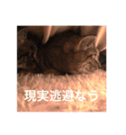 可愛い猫 の妹 サクヤ（個別スタンプ：36）