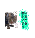 ねこねこ☆（個別スタンプ：8）