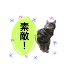 ねこねこ☆（個別スタンプ：12）